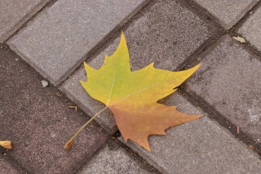 Sonbahar Konsepti, yerde sarı akçaağaç yaprağı
