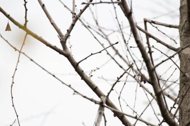 The leaves are exhibiting autumn coloration, turning from green to shades of orange and brown, which is a characteristic feature of this deciduous plant in the fall. 