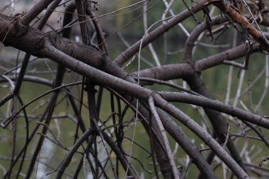 Çıplak ağaç dalları ve sarmaşıklardan oluşan bir karman çorman fotoğraf.