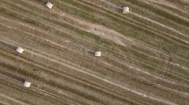 Sıcak güneş ışığıyla aydınlatılmış canlı yeşil bir tarlada altın saman balyaları dinleniyor. Doğa hasat mevsiminin güzelliğini gözler önüne sererken, yumuşak gölgeler araziye yayılıyor..