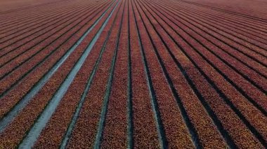 Lisse 'deki Keukenhof Bahçeleri' ndeki lale tarlalarının nefes kesici güzelliğine tanık olun. Canlı renkler sürekli uzanıyor, ziyaret eden herkesi büyüleyen resimsel bir manzara yaratıyor..