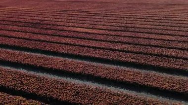 Lisse 'deki Keukenhof Bahçeleri' nin nefes kesici güzelliğini tecrübe edin. Canlı lale alanları çiçek açarken, bu bahar büyüleyici renklerde ve desenlerde sanatsal özellikler sergiliyor..