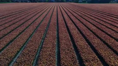 Keukenhof Bahçeleri 'nde çiçeklerin açtığı lale tarlalarının göz kamaştırıcı güzelliğine tanık olun. Renkli çiçekler, ilkbaharın doruk noktasında manzarada nefes kesici desenler oluşturur..