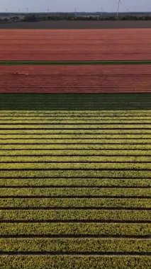 Lisse 'nin ünlü Keukenhof Bahçeleri' nde büyüyen lalelerin göz kamaştırıcı renklerine tanık olun. Bu canlı görüntü ilkbaharda gözler önüne seriliyor, sanatsal özellikler tamamen çiçek açıyor..