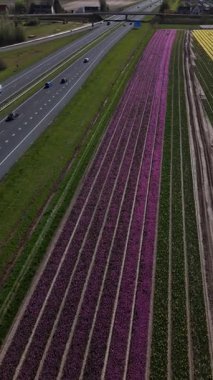 İlkbaharda Lisse 'deki Keukenhof Bahçeleri' nin canlı lale tarlalarını keşfedin. Rengarenk çiçeklerin sonsuz gösterisine tanık olun kırsal kesimde dingin bir arkaplan karşısında..