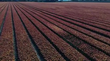 Hollanda, Lisse 'deki Keukenhof Bahçeleri' nde açan lale tarlalarının nefes kesici güzelliğini görün..
