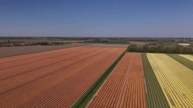 Hollanda, Lisse 'deki Keukenhof Bahçeleri' nin canlı lale tarlalarını deneyin. Baharda parlak mavi gökyüzünün altında açan renkli lalelerden oluşan bir duvar halısına tanık olun..
