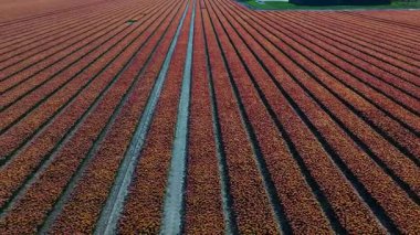 Keukenhof Bahçeleri 'ndeki göz kamaştırıcı renklerdeki laleleri deneyin. İlkbaharda Lisse 'deki tarlalar durmaksızın genişliyor, güzellikler ve sanatsal yetenekler gözler önüne seriliyor..