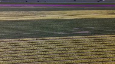 Keukenhof Bahçeleri 'nde laleler bitmeyen sıralarda çiçek açarken renkler dans ediyor. Hollanda 'da baharın güzelliğini keşfedin. Doğanın canlı renklerde uyandığı yerde..