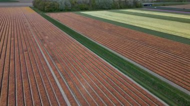 Keukenhof Bahçeleri 'nde çiçek açan lalelerin nefes kesici güzelliğine tanık olun. Renkli çiçek sıraları ilkbaharda açık mavi gökyüzünün altında çarpıcı bir yama oluşturur..