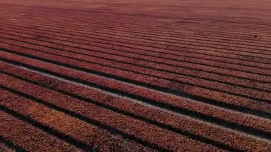 Lisse 'deki Keukenhof Bahçeleri' ndeki lale tarlalarının nefes kesici güzelliğine tanık olun. Göz alabildiğince canlı renkler uzanıyor, baharın gelişinin özünü yakalıyor..