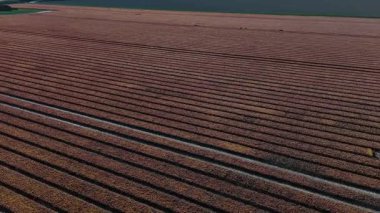 Keukenhof Bahçeleri 'ndeki canlı lale tarlaları, parlak bahar güneşi altında göz kamaştırıcı renkler sergiliyor..