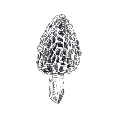 Vektör el çizimi morel mantar eskiz çizimi. Ayrıntılı retro biçim resmi, etiketler, ambalaj ve kart tasarımı ögesi.