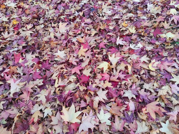 Färger Hösten Fallna Blad — Stockfoto