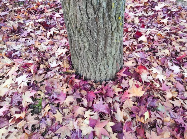 Cores Outono Folhas Caídas — Fotografia de Stock
