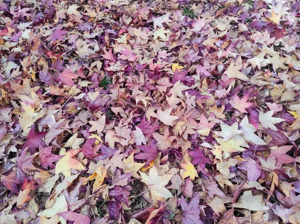 Barvy Podzimního Podzimního Listí — Stock fotografie