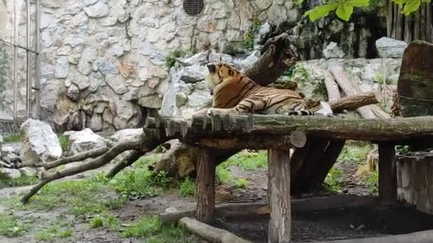 Тигр Зоне Сафари — стоковое видео