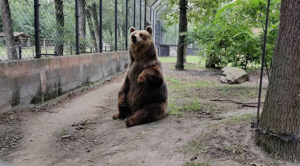 Brunbjörnen Skogen — Stockfoto