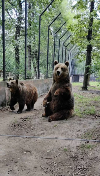 Коричневі Ведмеді Лісі — стокове фото