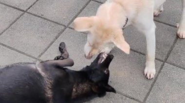 Köpek dövüşü - siyah beyaza karşı