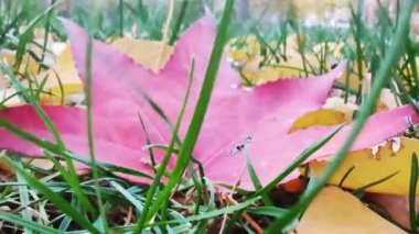 Sonbahar Renk Paleti - düşen yapraklar