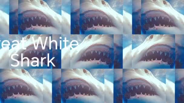 Grandes Imagens Tubarões Brancos — Vídeo de Stock