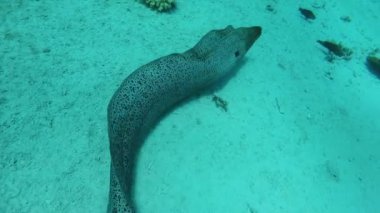 Kızıl Deniz 'de Büyük Moray Yılanbalığı