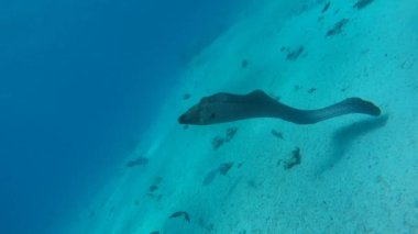 Kızıl Deniz 'de Büyük Moray Yılanbalığı