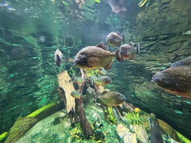 Piranalar, yırtıcı balıklar.