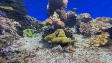  Denizanası - derin okyanus yaşamı 