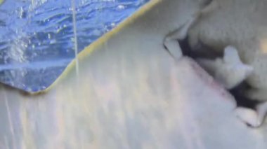 Köpekbalığı ısırığı.