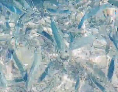 Lefkada - sudaki balık (Yunanistan)