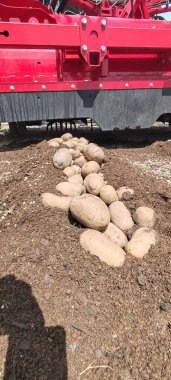 Modern Patates Hasat Makinesi