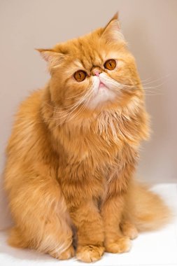 Red fluffy charming Persian breed cat on white background.