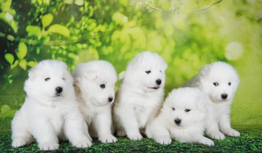 Beş kabarık tüylü küçük Samoyed köpekleri yeşil yaz ya da bahar arka planında oturuyorlar..
