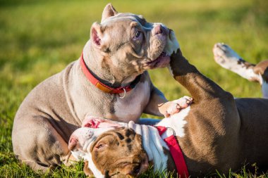 İki Amerikalı zorba köpek dışarıda oynuyorlar. Orta boylu, kaslı bir köpek.