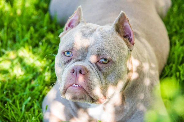Lilac Kleur American Bully Hond Bovenaanzicht Buiten Middelgrote Hond — Stockfoto
