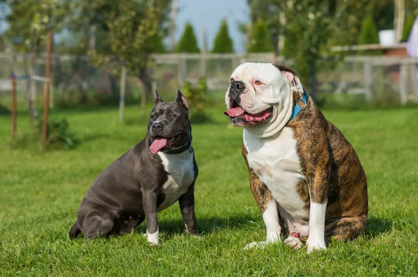 Two dogs American Staffordshire Terrier and American Bulldog sitting on green grass.