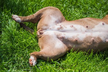 Köpek patileri, göbek manzaralı. Amerikan zorba köpeği yeşil çimlerin üzerinde yatıyor.