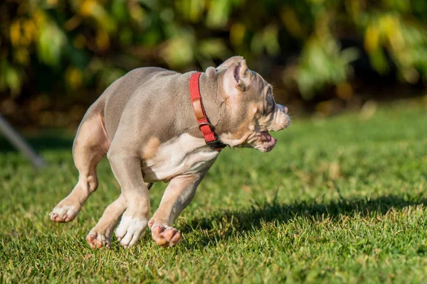 Cão Bolso Lilac Colorido Macho American Bully Está Movendo Cão — Fotografia de Stock