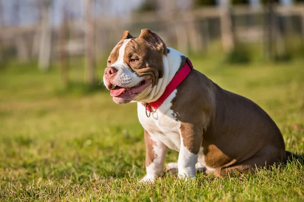 Red Color American Bully Puppy Dog Green Grass Medium Sized — стоковое фото