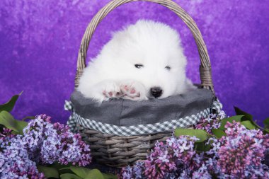 Beyaz tüylü küçük Samoyed yavru köpeği mor arka planda oturuyor sepetinde leylak çiçekleriyle.