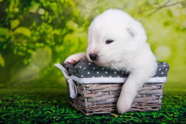 Beyaz tüylü küçük Samoyed köpek yavrusu iki haftalık yeşil çimen arka planında sepette