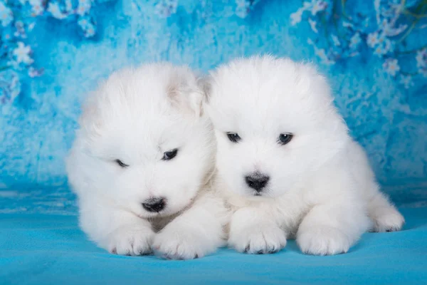 Dois Brancos Fofos Pequenos Cachorros Samoyed Cães Estão Sentados Fundo — Fotografia de Stock