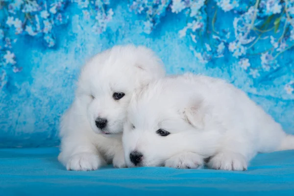 Deux Petits Chiens Samoyed Moelleux Blancs Sont Assis Sur Fond — Photo