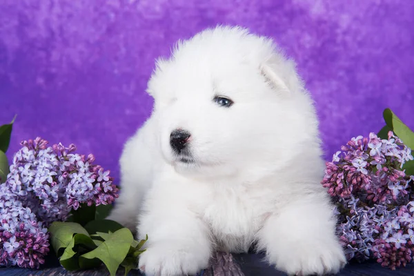 Branco Fofo Pequeno Cachorro Samoyed Cão Está Sentado Fundo Roxo — Fotografia de Stock
