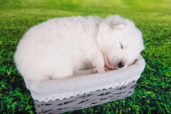 Wit Pluizig Klein Samoyed Puppy Hondje Pasen Mandje Groen Gras — Stockfoto