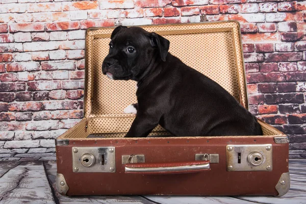 ブラックアメリカンスタッフォードシャーテリア犬またはアンスタッフ子犬レンガの壁の背景にレトロなスーツケースに — ストック写真