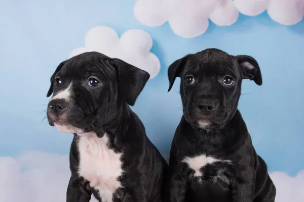 Twee Zwarte Reu Amerikaanse Staffordshire Bull Terrier Honden Puppy Blauwe — Stockfoto