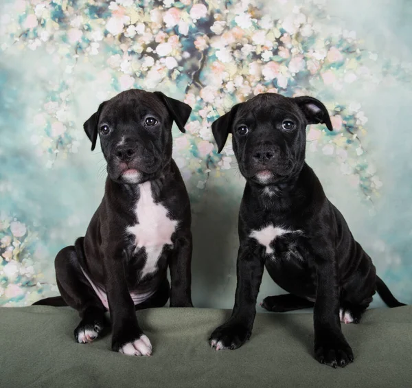 Two Black Male American Staffordshire Bull Terrier Dogs Puppies Flowers — Stock Photo, Image